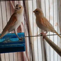 جفت قناری موزاییکی نر و ماده