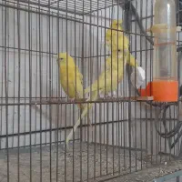 مرغ عشق امیدیه|پرنده|امیدیه, |دیوار