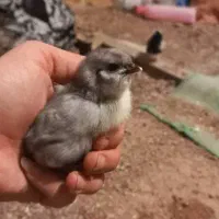 فروش تعدادی جوجه گلین طوسی وسیاه خال سوزنی زیرمرغی