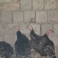 باسلام ۲۰تابوقلمون نروماده