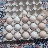 تخم مرغ نطفه دار رودان