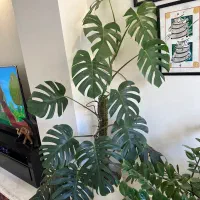 گیاه برگ انجیری