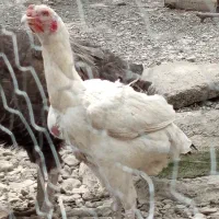 ماده مرغ لاری رودان
