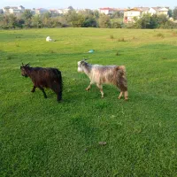 سه تا بزغاله سالم عالی