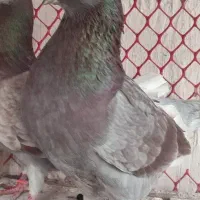 کبوتر ماده  2 تومن