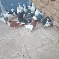 کفترددر