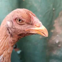 مرغ لاری|حیوانات مزرعه|نیمروز, |دیوار