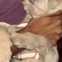 سگ گمشده