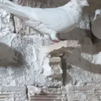 کبوتر رنگی|پرنده|اهواز, ۳۰ متری|دیوار