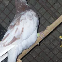 کبوتر فروشی|پرنده|سراوان, |دیوار