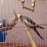 دوتا جفت عروس هلندی