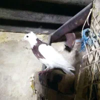 کفتر|حیوانات|مشهد, توس (بلوار توس)|دیوار