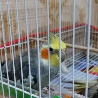 عروس هلندی‌نر