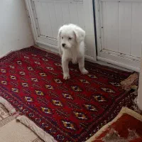 پاکوتا|سگ|صوفیان, |دیوار