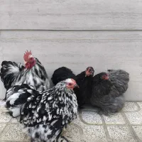 فروش فوق‌العاده و استثنایی ۲ خروس به ۴ مرغ