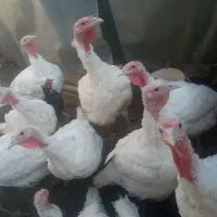 بوقلمون  گوشتی