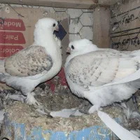 کبوتر  ساتن زینتی 2جفت