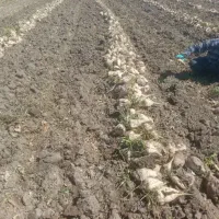 سرکارگر ب تعدادی کارگر نیازمندم