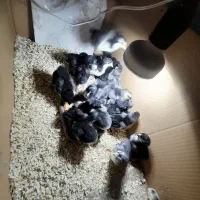 مرندی|حیوانات مزرعه|ماکو, |دیوار