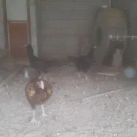 مرغ لاری|حیوانات مزرعه|قزوین, |دیوار