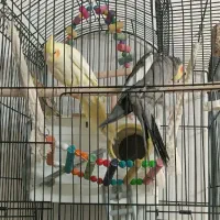 عروس هلندی و قفس ولوازم|پرنده|جلگه رخ, |دیوار