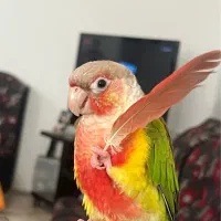 پرنده گم‌شده