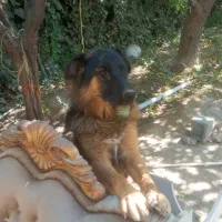 سگ بسیار باهوش و نگهبان