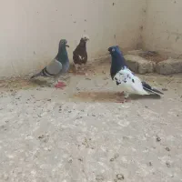 کبوتر