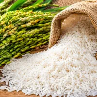 فروش برنج ممتاز گیلان