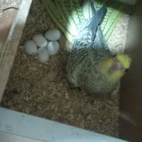 یه جفت عروس هلندی کار درست و کار داده