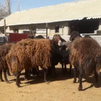 قزل افشار و قره قزل