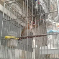 سهره بهاره نربخون