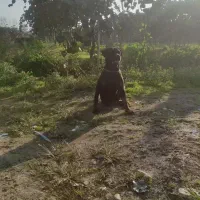 روتوایلر پوزه مکعبی|سگ|لاهیجان, انقلاب|دیوار