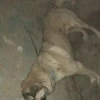 معاوضه