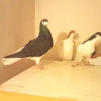 ۴عددسیاهپوش پرشی وجفتی به شرط۳عددخوشرنگ ی چپ سیاه