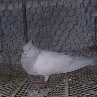 کبوتر گم کردم