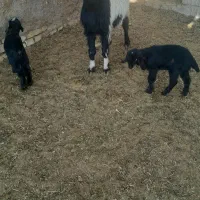 بز دوقلو باکهره دوقلو|حیوانات مزرعه|مرودشت, ده بید|دیوار