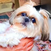 شیتزو سوپرفلت خالص ماده