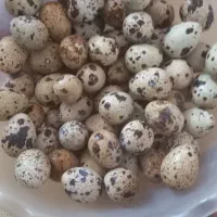 تخم بلدرچین نطفه دار  دونه ای هست