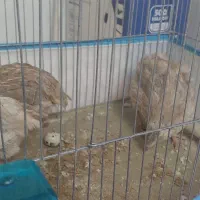 بلدرچین