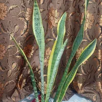 گل سانسوریا لبه طلای