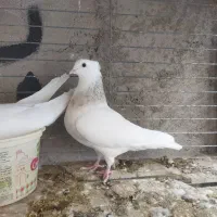 کفتر سرور. دوکت. طوقی سرور