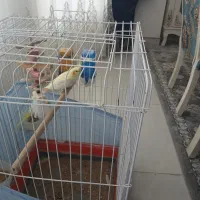 عروس هلندی نر باقفس|پرنده|اشتهارد, |دیوار