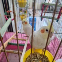 عروس هلندی