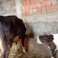 گاو گوساله|حیوانات مزرعه|آمل, |دیوار