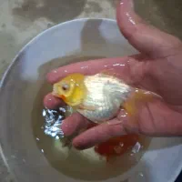 ماهی سایز ۴ اینچ|ماهی|ساوه, |دیوار