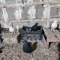 کبوتر بوشهری