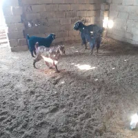 بز شیری زائیده وجوان