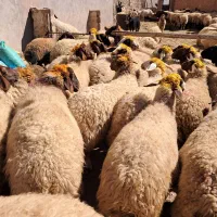 میش۰گوسفند ۰ درجه یک آنتیک|حیوانات مزرعه|زاگرس, |دیوار