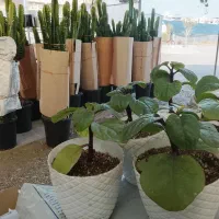 تعویض خاک گلدان در منزل  فروش گل و تحویل درب خانه|گل و گیاه طبیعی|مشهد, فرهنگیان (شهرک غرب)|دیوار